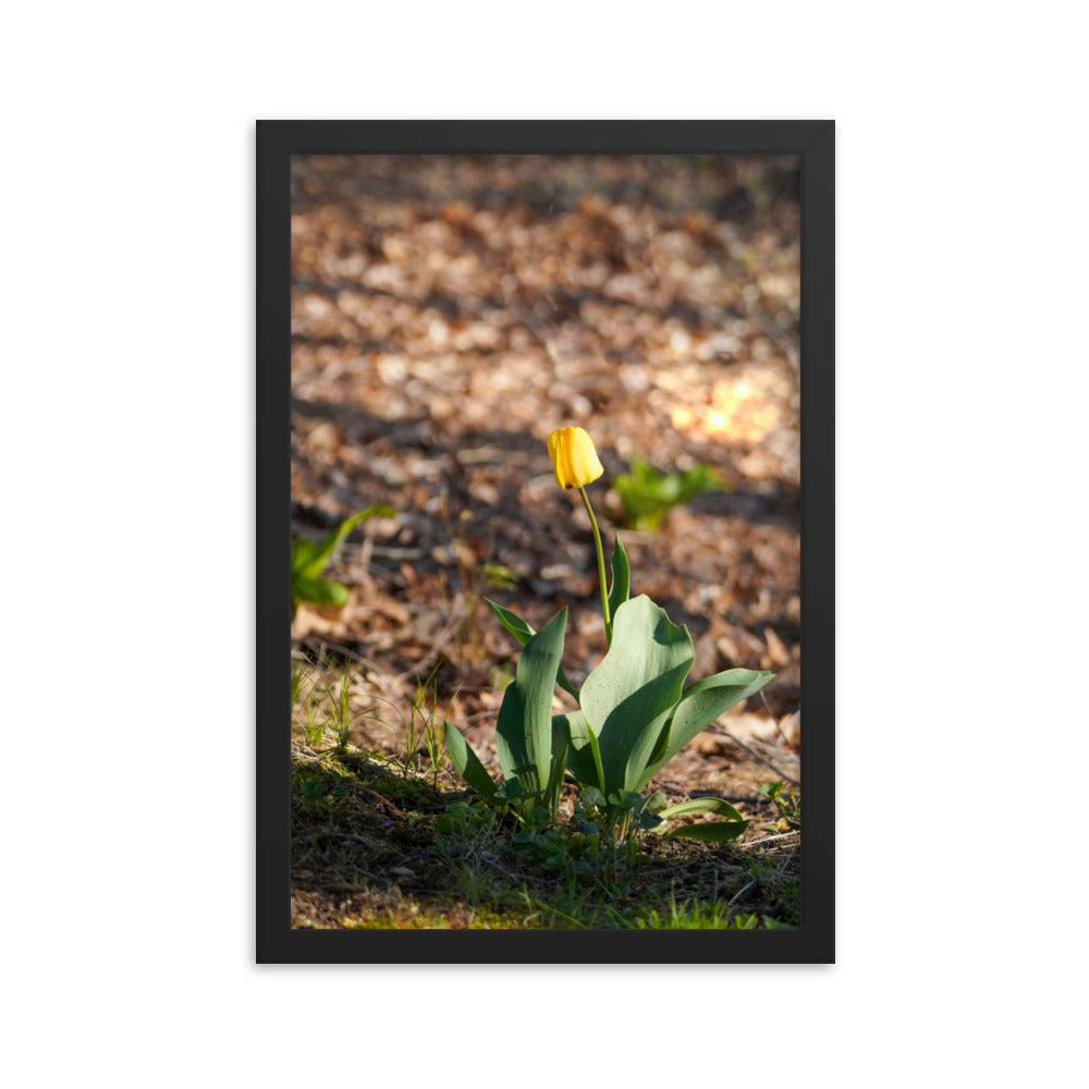 A yellow tulip