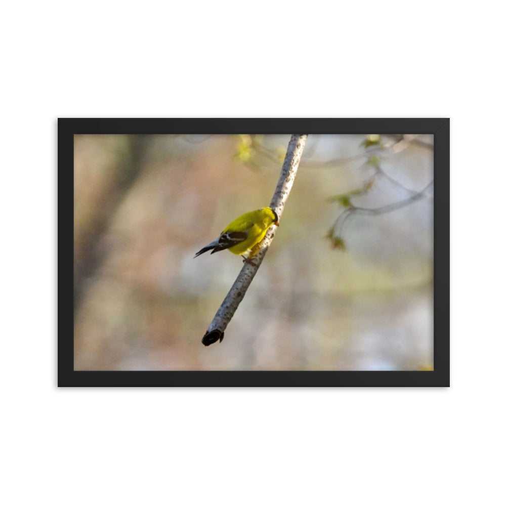 A yellow finch