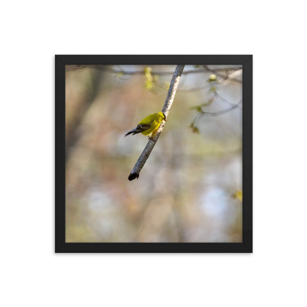 A yellow finch