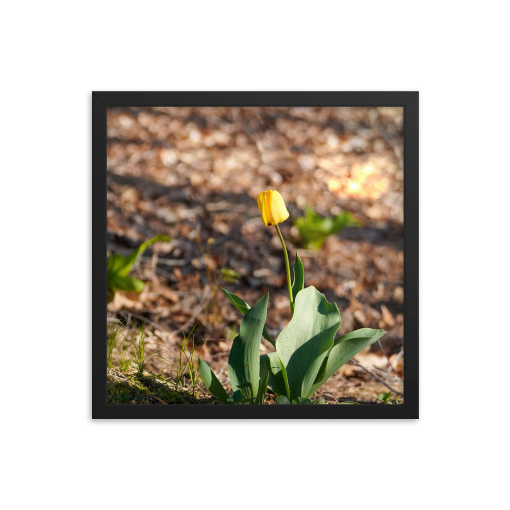 A yellow tulip