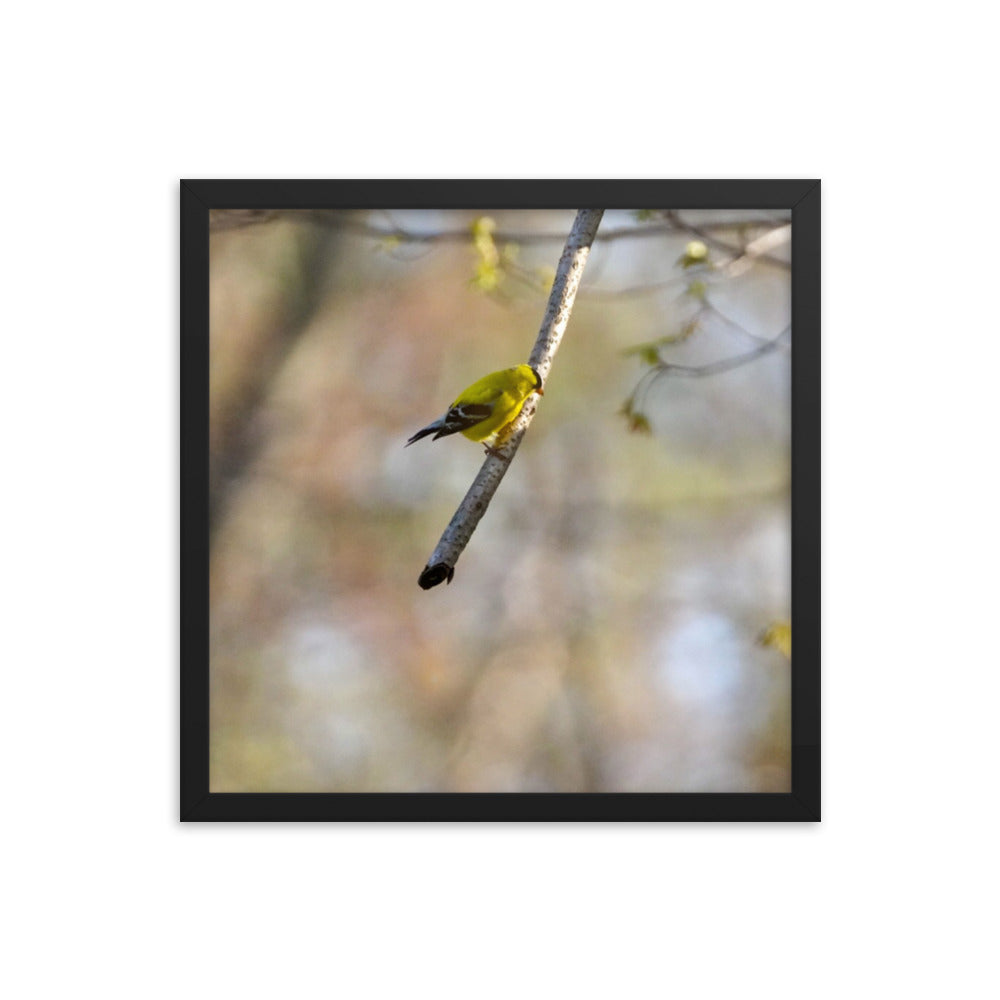 A yellow finch