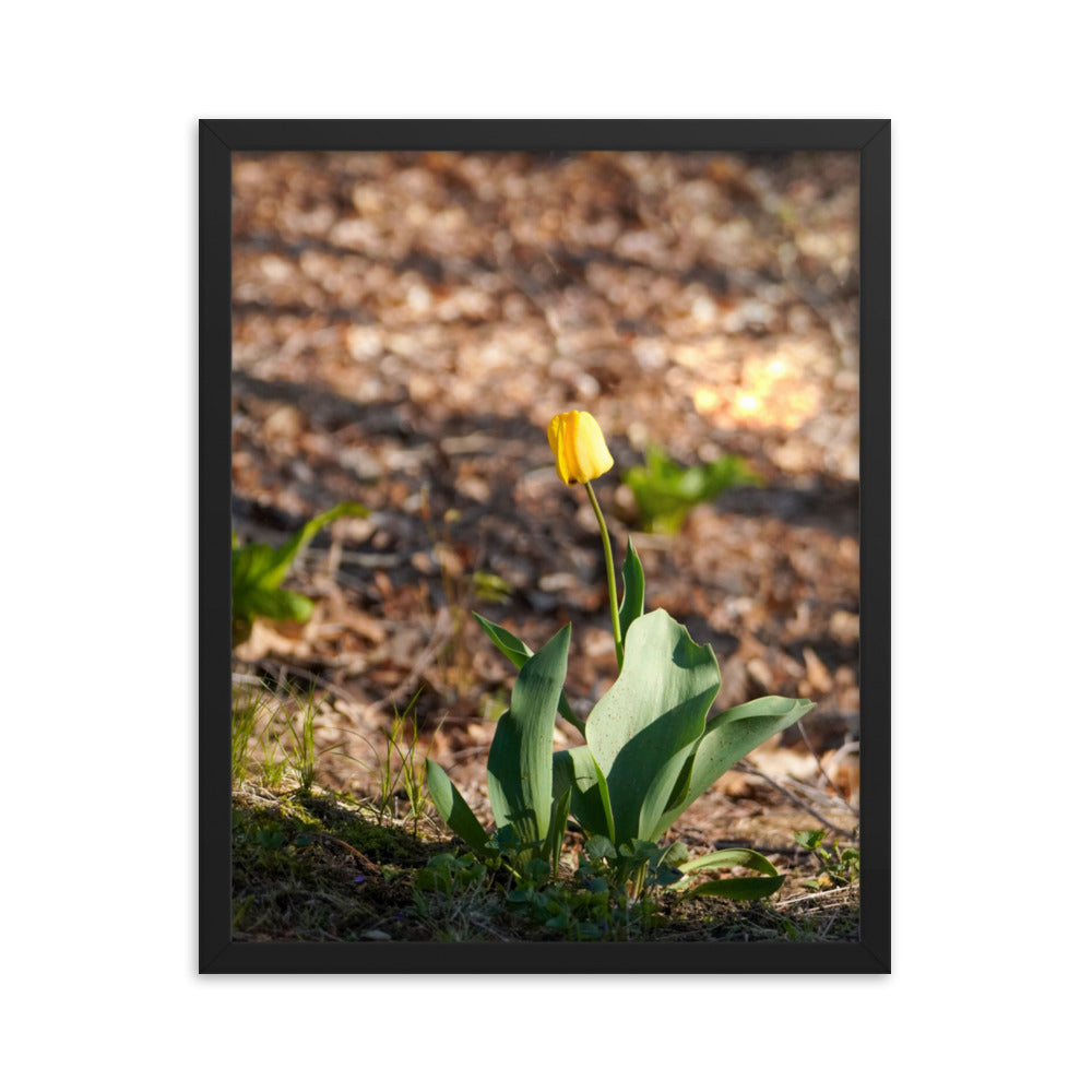 A yellow tulip