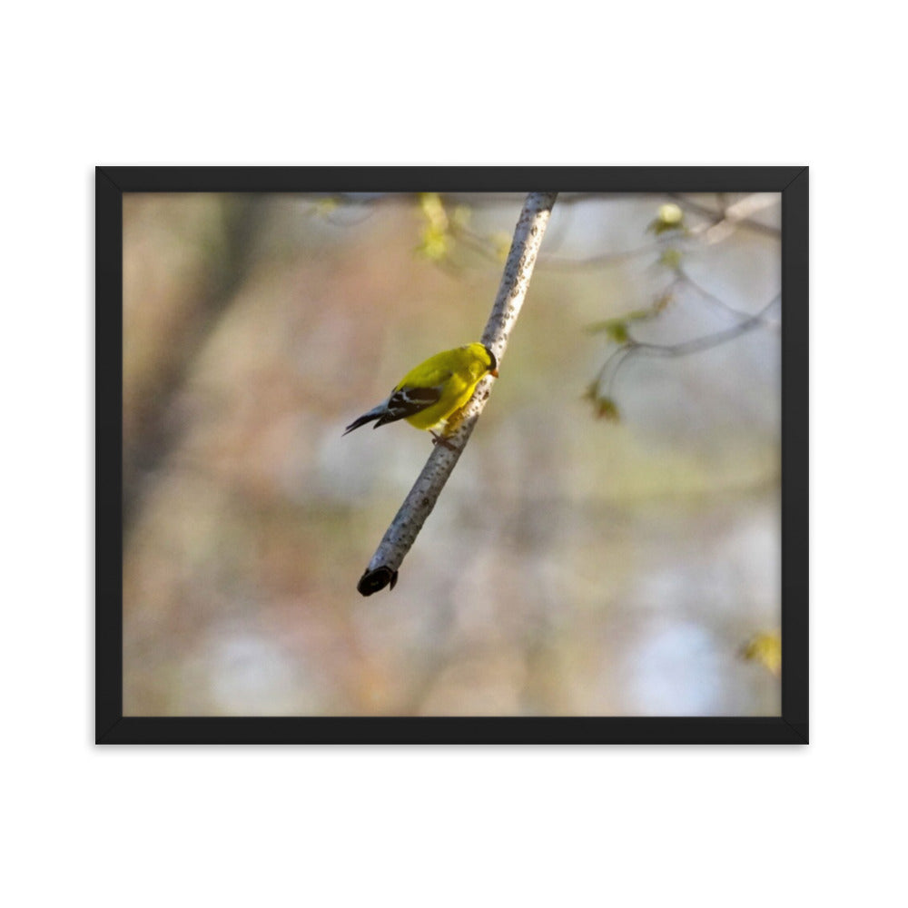 A yellow finch