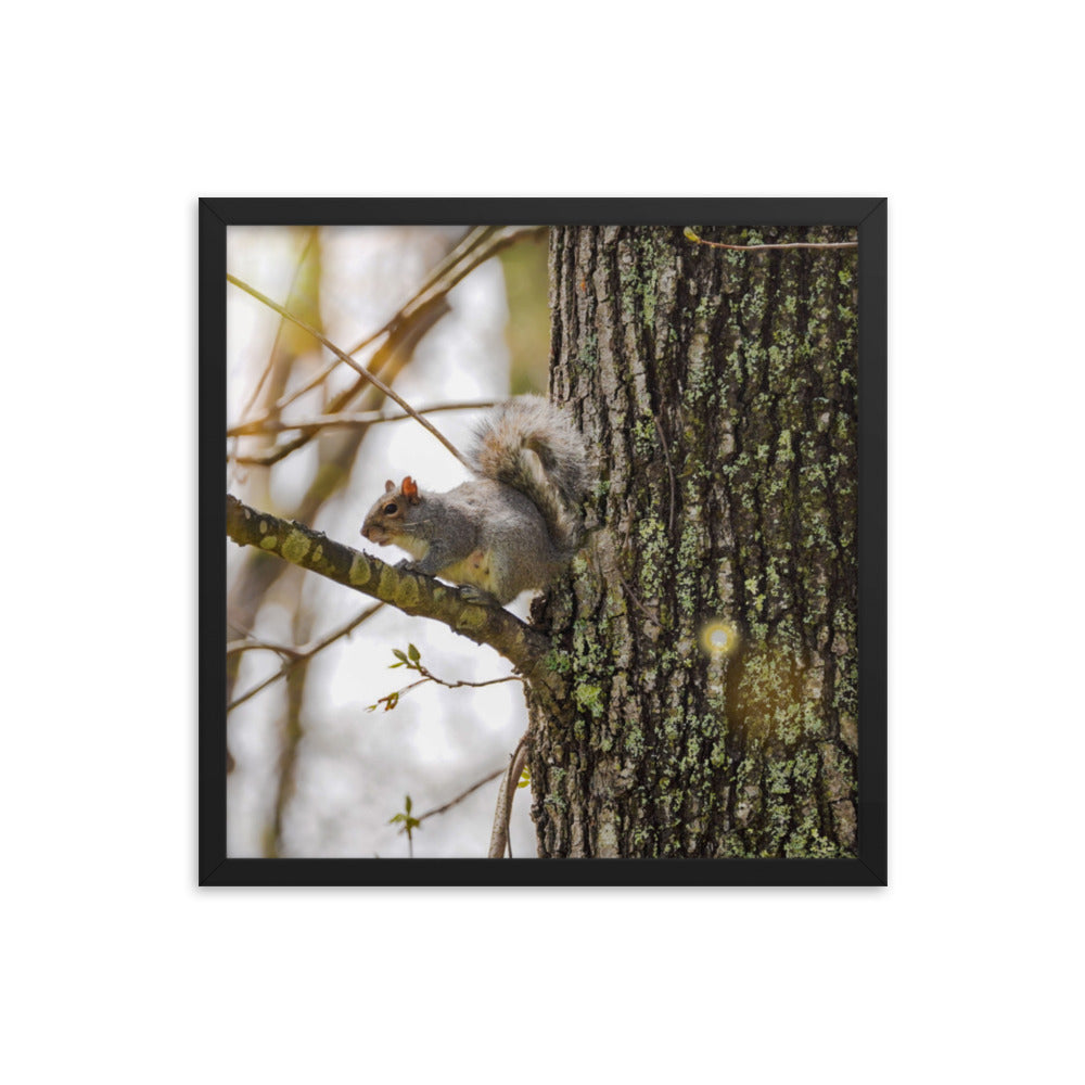 A Spring Squirrell