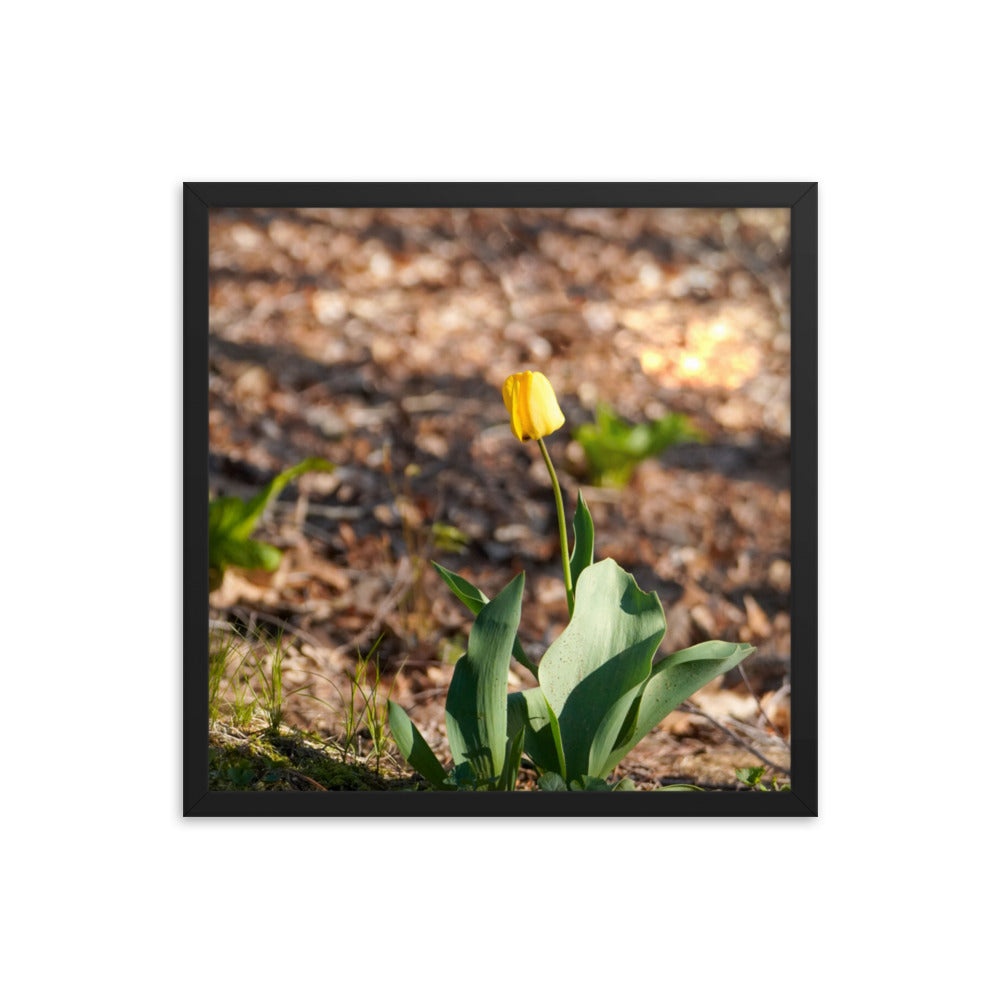 A yellow tulip