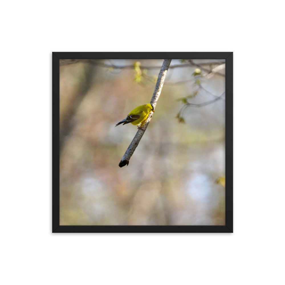 A yellow finch