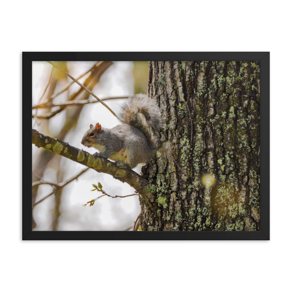 A Spring Squirrell