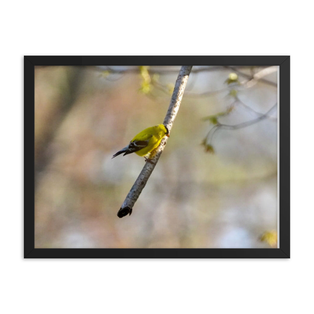 A yellow finch