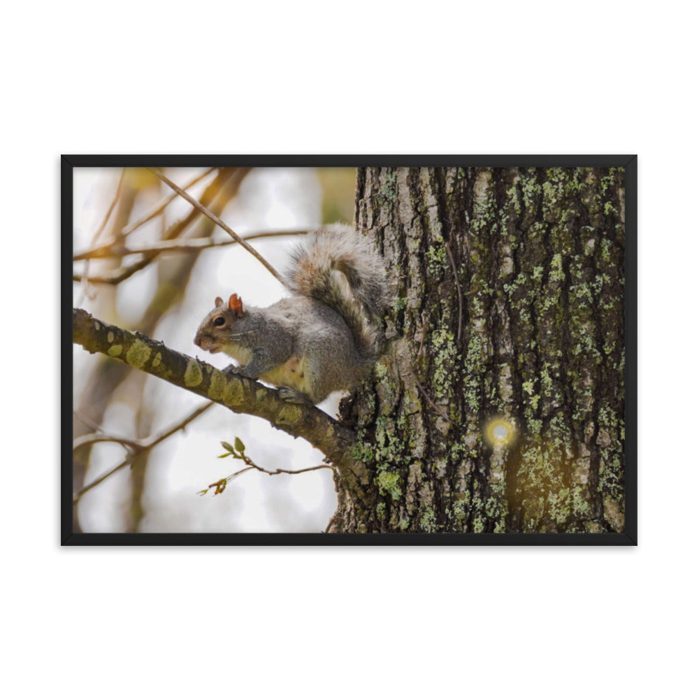 A Spring Squirrell