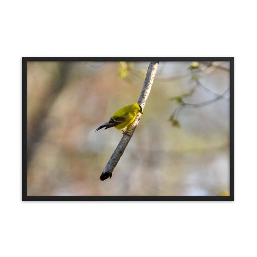 A yellow finch