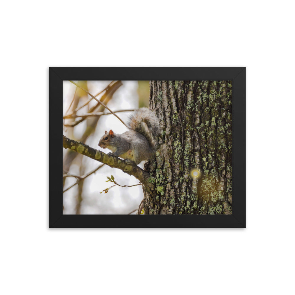 A Spring Squirrell