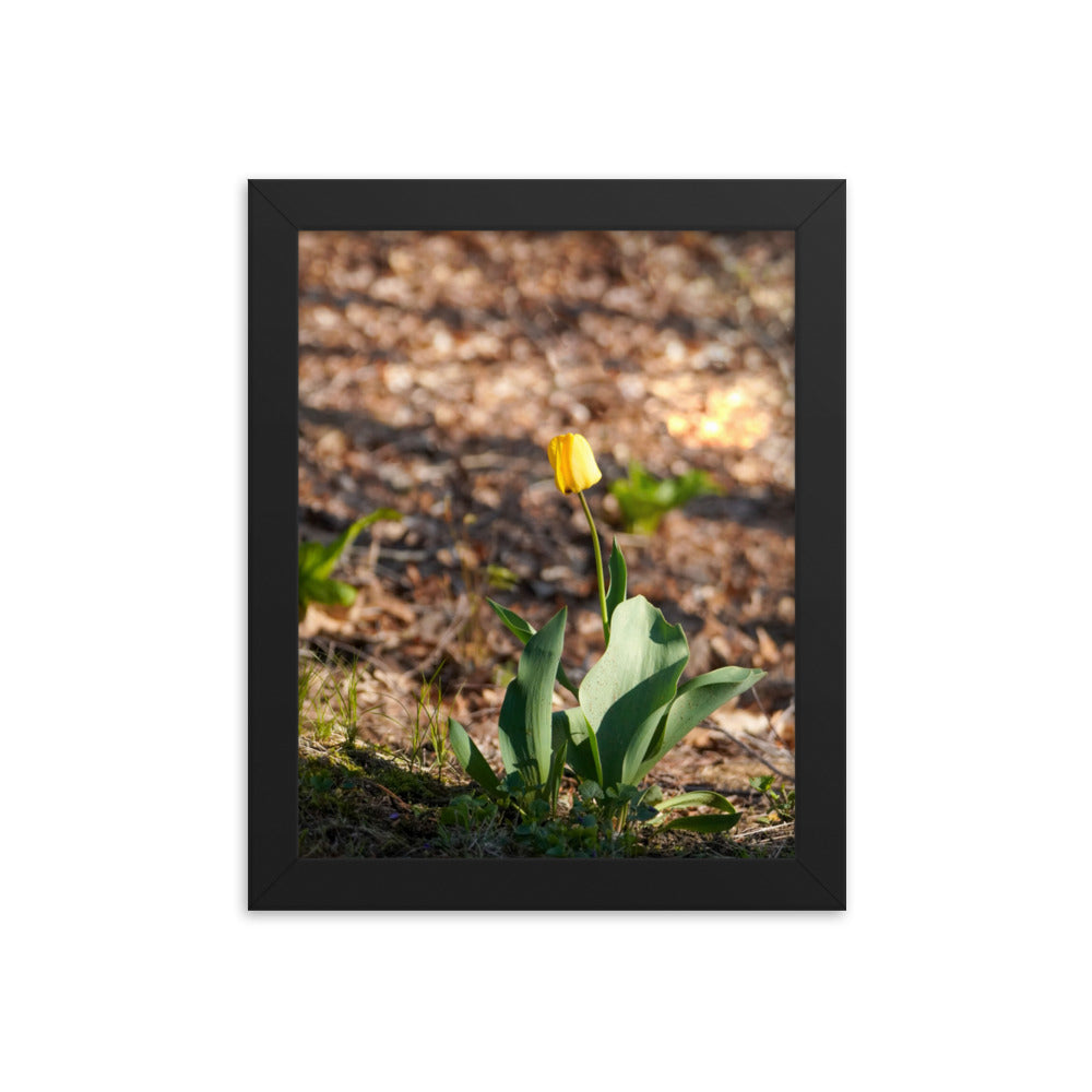 A yellow tulip