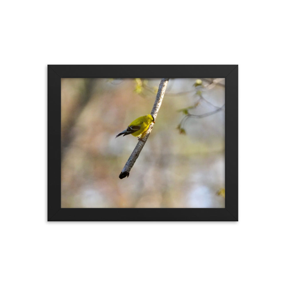 A yellow finch